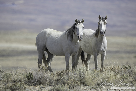 The older mare and her daughter