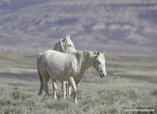 Mare and stallion, clearly longtime companions