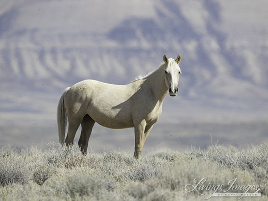 The curious palomino yearling