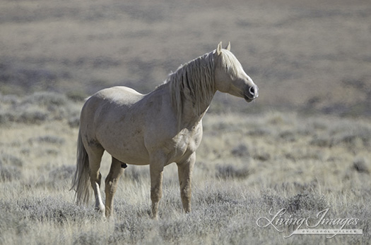 The palomino stallion