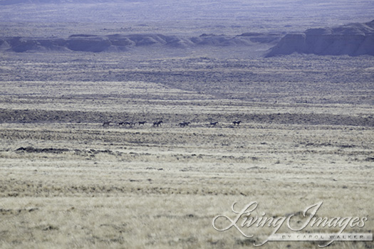 The horses look like ants