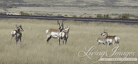 We had a far better view of the pronghorn antelope family