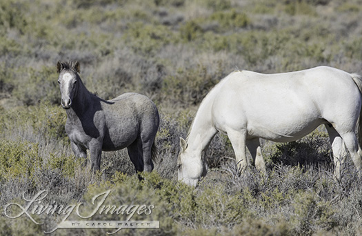 His mare and foal