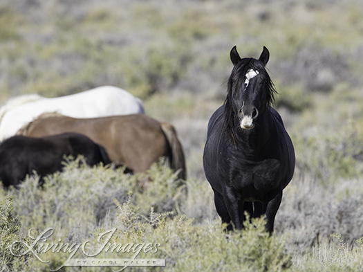 Protective black stallion