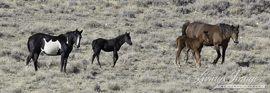 Stunning mares and foals