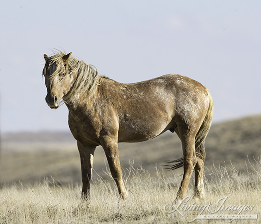  stunning varnish roan bachelor