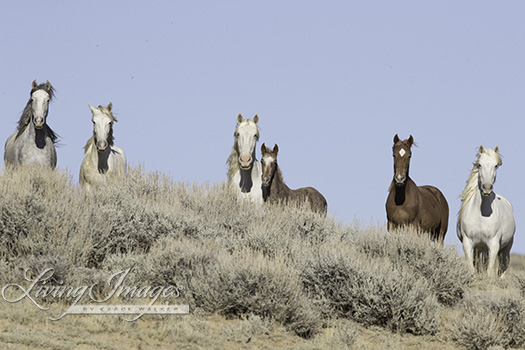 Peeking at us over the sagebrush