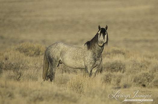  A grey stallion at dawn