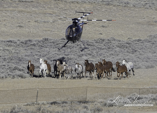 Another large group coming in