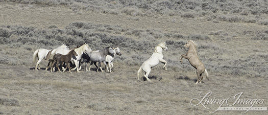 The palomino and cremello stallions rearing up to fight