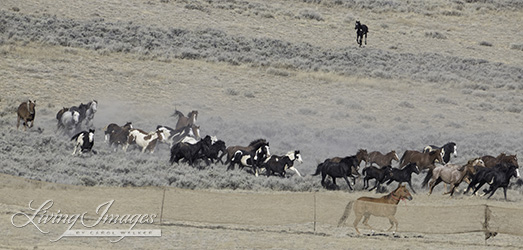 Notice the foal in the upper right corner, away from his mother