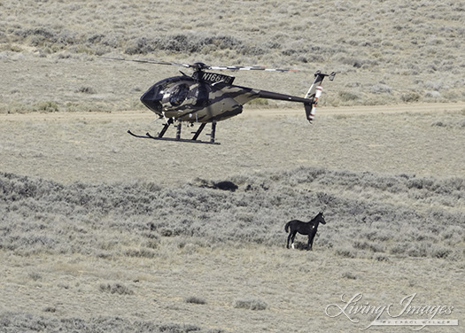The helicopter keeping the foal in place