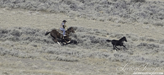 The rider chasing the foal to catch him