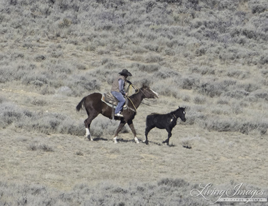 The foal stops as he feels the rope