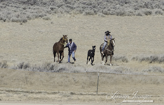 he Judas horse is led out to keep him company