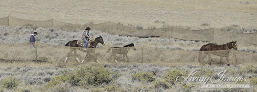 The foal follows the Judas horse into the trap