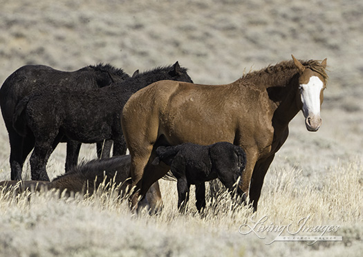 Little black foal nursing