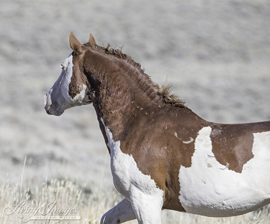 Maestro chasing off another stallion