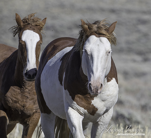 Maestro and a yearling