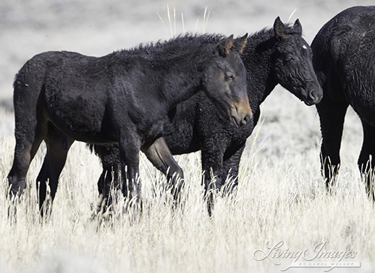 Two black Curlies