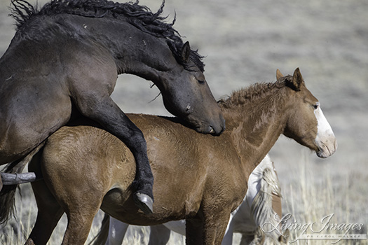 Goliath breeding the little black foal's mom
