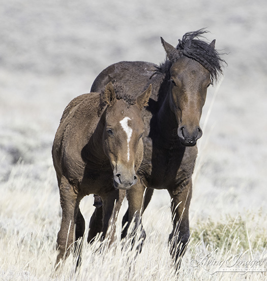 Curly mare and foal