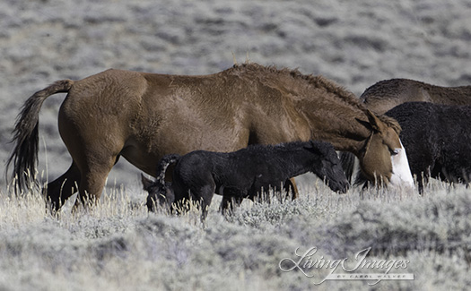 Mare and little foal walk together