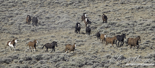 Many horses running