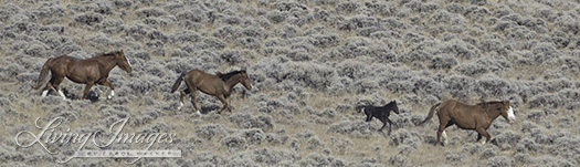 The little black foal trying to keep up with mom