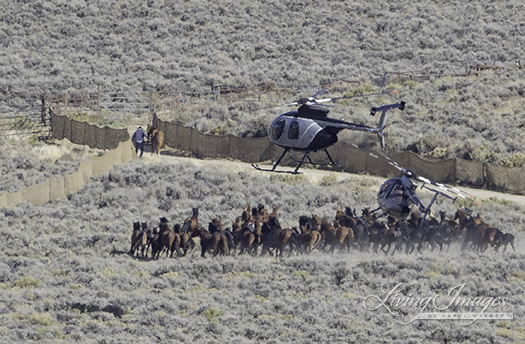 Two helicopters behind the huge group of horses