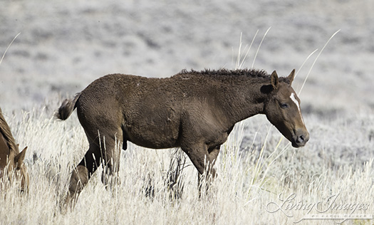 Curly sorrel colt