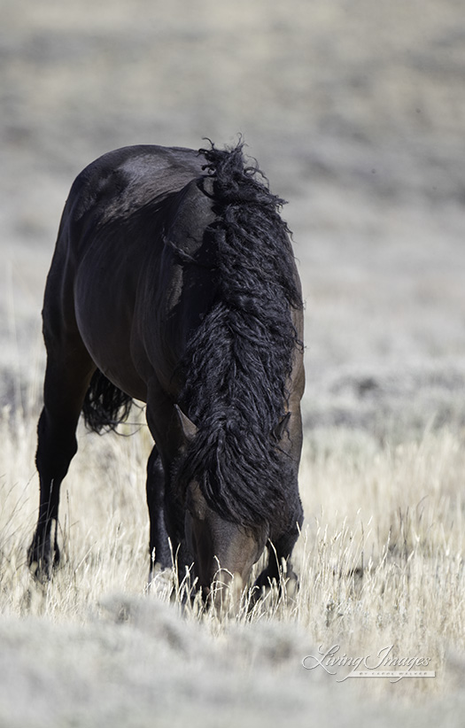 Beautiful curly mane