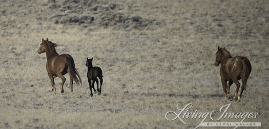 And a very little foal