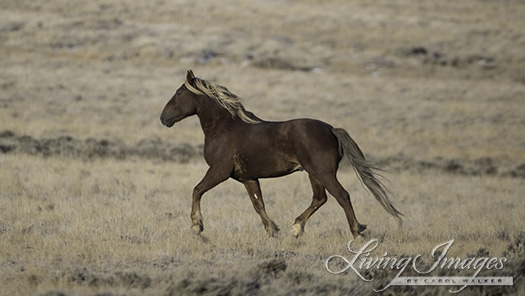Stallion Running Away