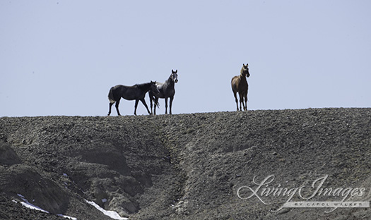 The little family on the ridge