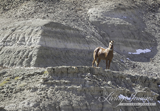 The stallion appears to be posing as he stands and looks out