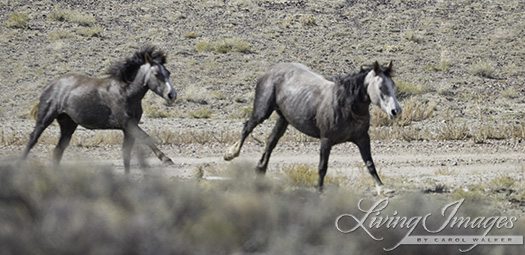 Mare and filly