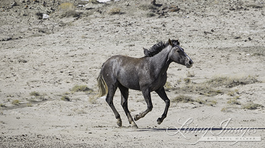 The yearling filly