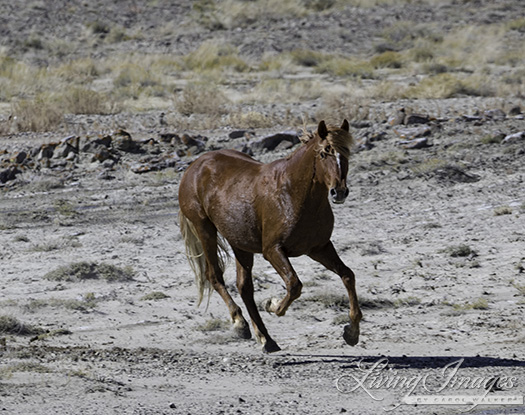 The red stallion who escaped the helicopter