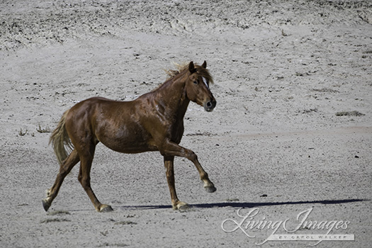 The stunning red stallion