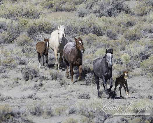 The tiny foal is keeping up