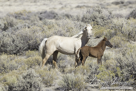 The palomino mare and foal pause for a minute