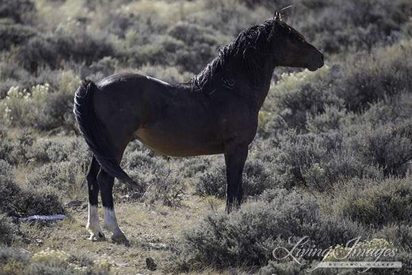 A proud stallion