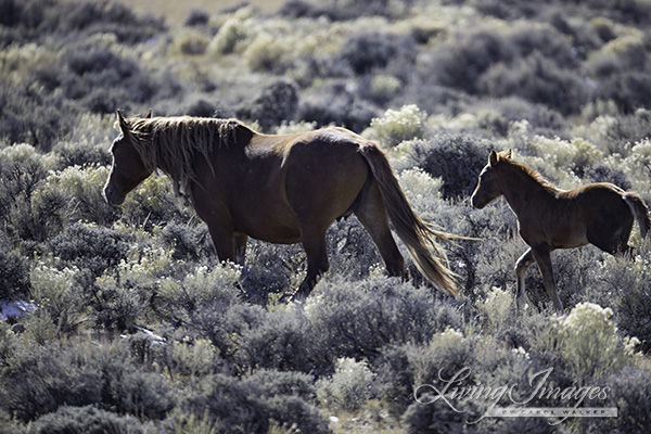 Mare and foal