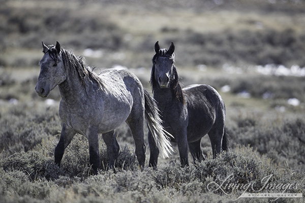 Lots of greys