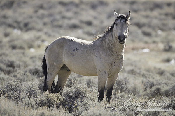 A buckskin stallion