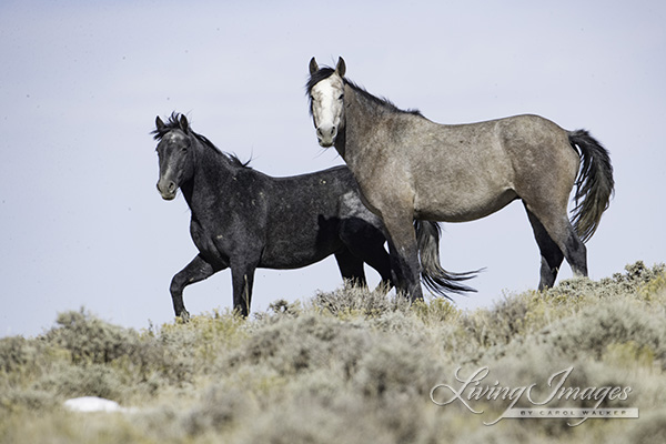 Two mares