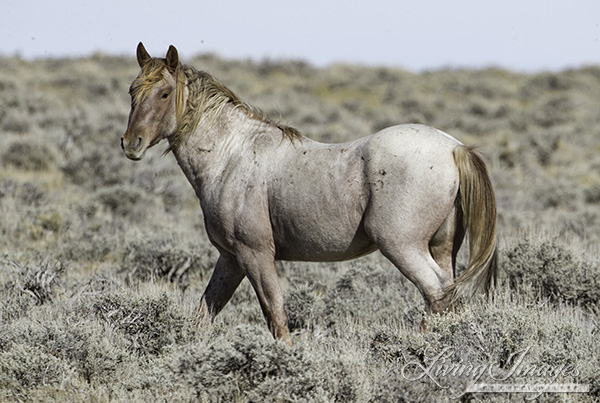 Strawberry roan stallion