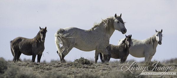 A grey stallion and his family