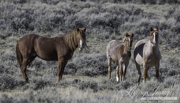 Mica's dad with mare and foal